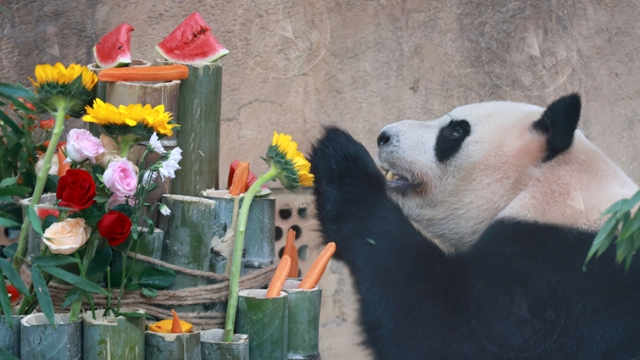 視頻|南通森林野生動物園熊貓兄妹7歲啦